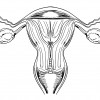 Internal female reproductive organs