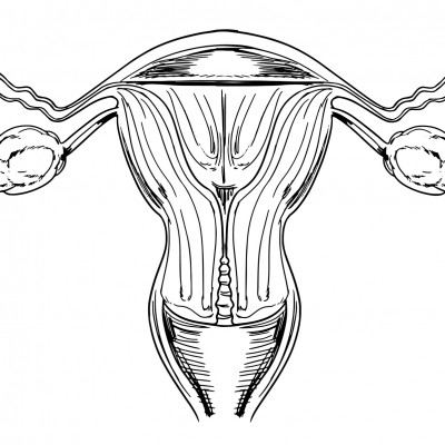 Internal female reproductive organs